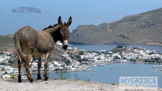 a mule on Patmos