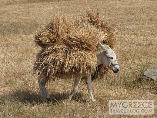 a donkey carries bales of hay