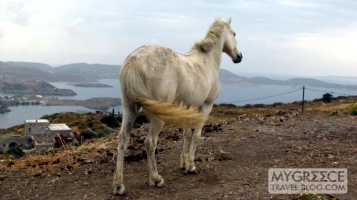 a horse on a hillside near Chora on Patmos
