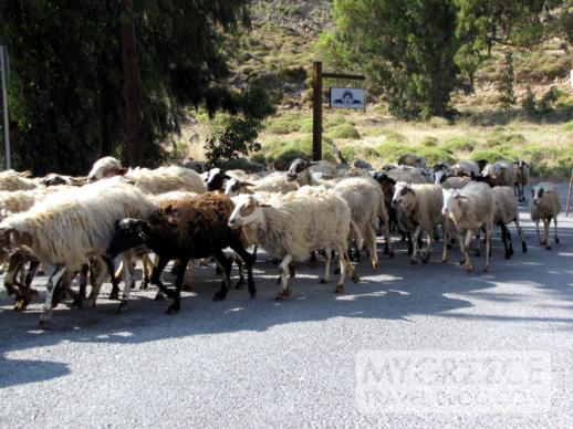 a flock of sheep at Grikos on Patmos