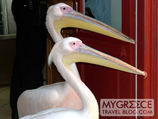 pelicans at Nikos taverna in Mykonos Town
