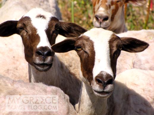 Mykonos goats