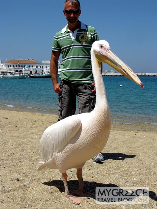 Donny and a pelican in Mykonos