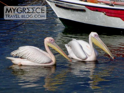 two pelicans on Mykonos