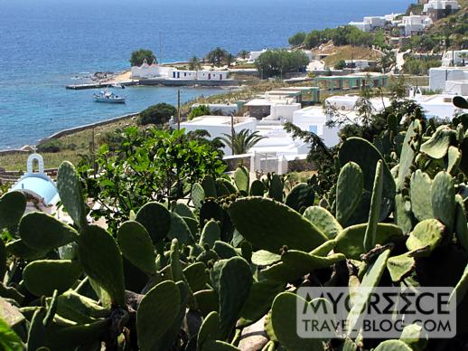 cactus on the hillside above Agios Ioannis bay Mykonos