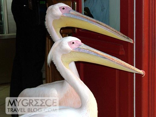  - pair-of-pelicans-at-Nikos-Taverna-in-Mykonos-DSCF1013