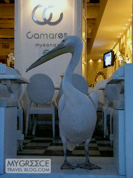 pelican at Camares bar on Mykonos