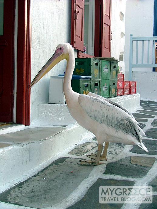pelican at Nikos Taverna in Mykonos Town