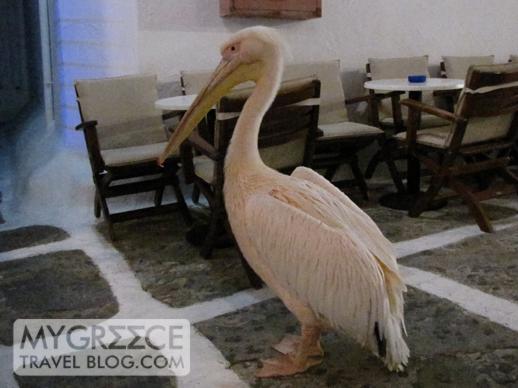 pelican at Skandinavian Bar in Mykonos