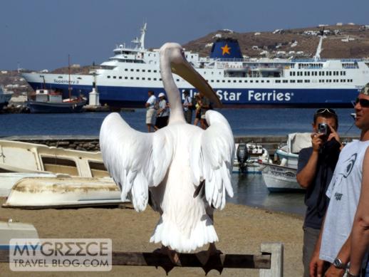 a pelican on Mykonos