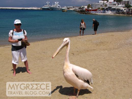 a pelican on Agia Anna beach Mykonos