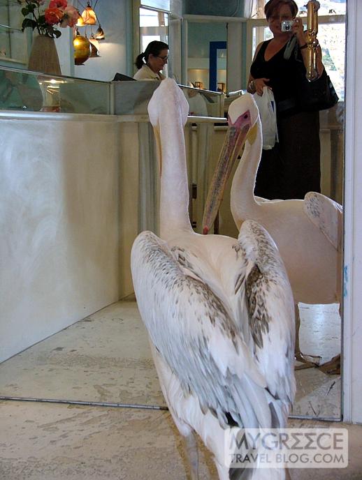 pelican in a Mykonos jewellery store 