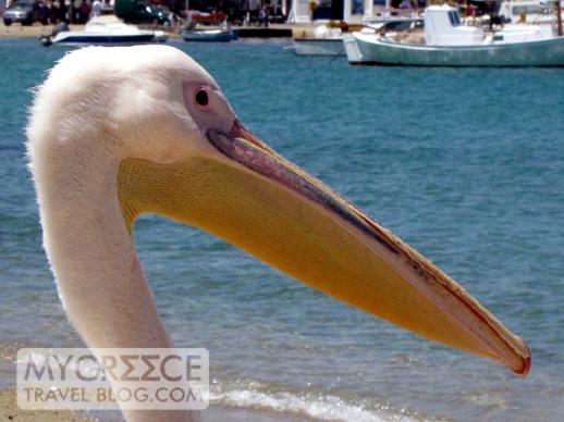 pelican watching the boats in Mykonos harbour