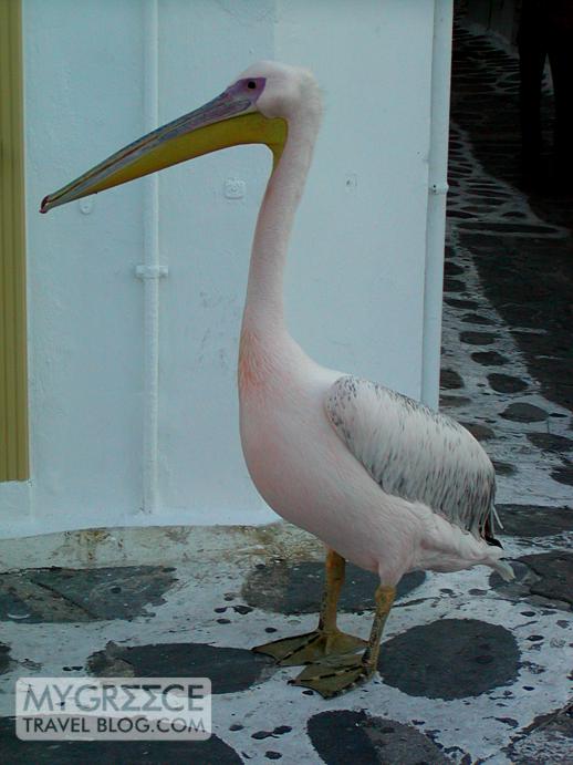 a pelican on a street in Mykonos Town