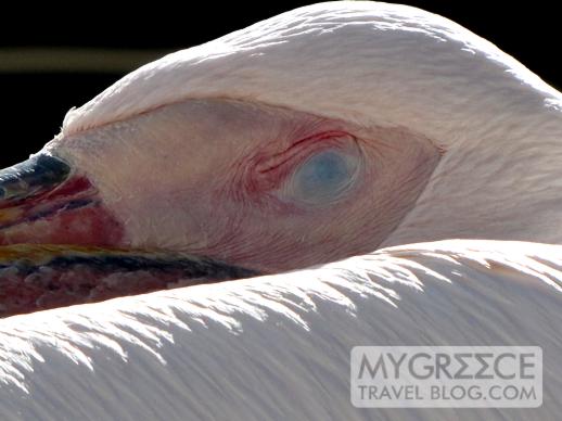 pelican sleeping on Mykonos