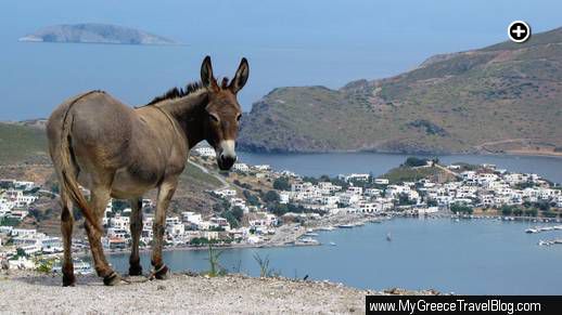 a donkey on a hillside overlooking the Skala, the port town on Patmos