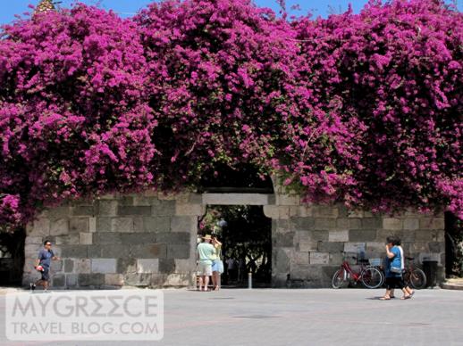 Bougainvillea in Kos Town