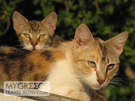 Two cats near Gagou beach