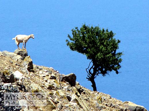 a goat on Patmos