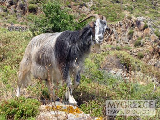 a goat on Patmos