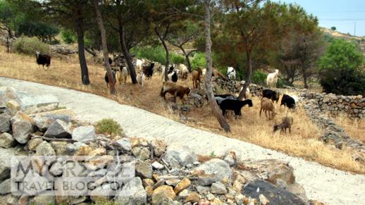 a herd of goats on Patmos