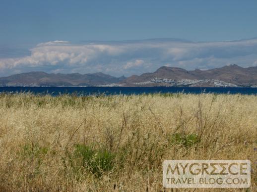 tall grasses near the coast on the way to Tigaki