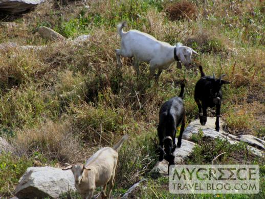 goats at Hotel Hermes Ios