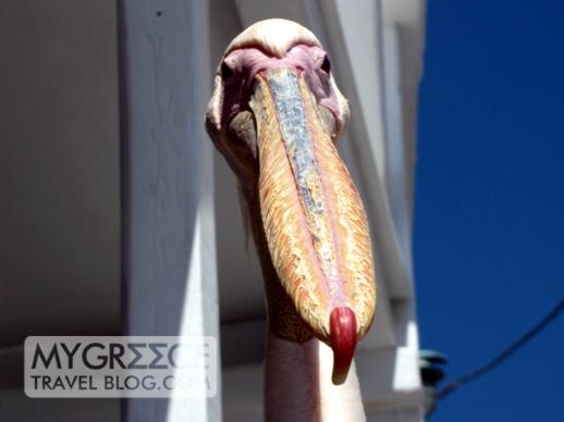 Mykonos pelican beak