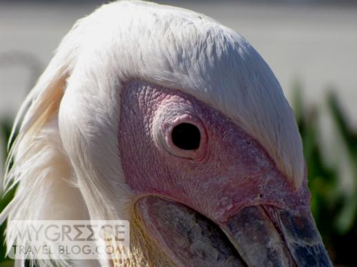 a Mykonos pelican