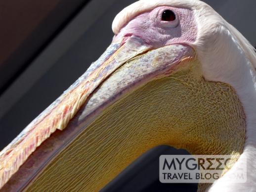 a pelican at Little Venice on Mykonos