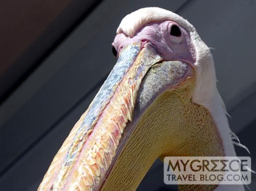 a pelican at Little Venice on Mykonos