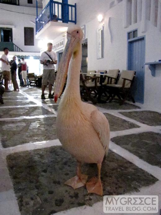 pelican at Skandinavian Bar in Mykonos 