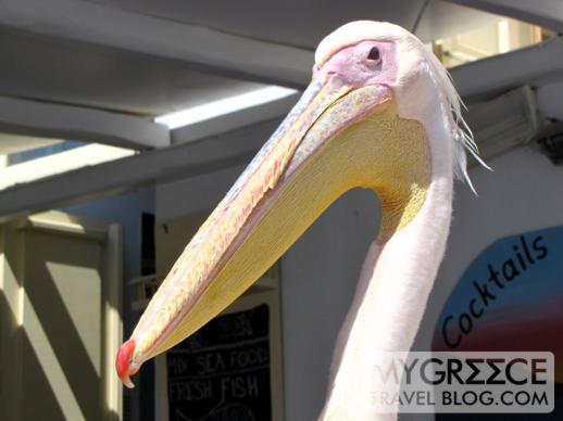 a pelican at Sunset Bar at Little Venice Mykonos