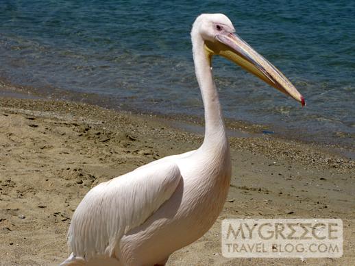 pelican on Agia Anna beach in Mykonos Town