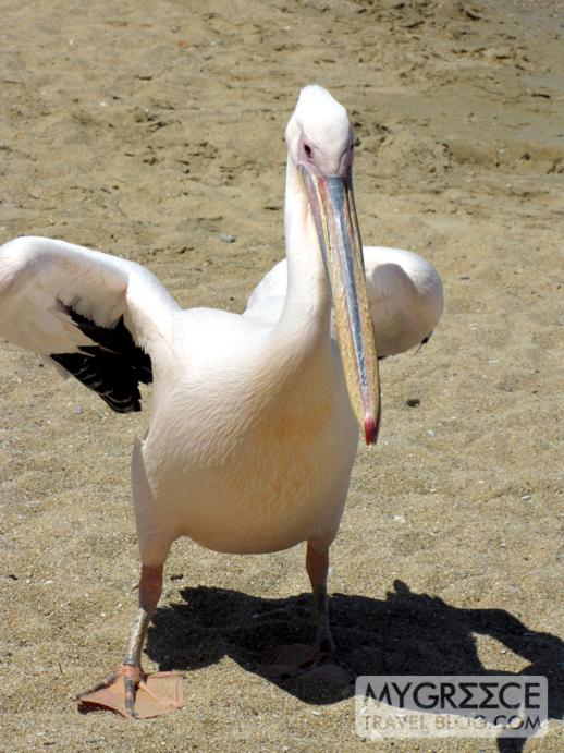 pelican on Agia Anna beach in Mykonos Town