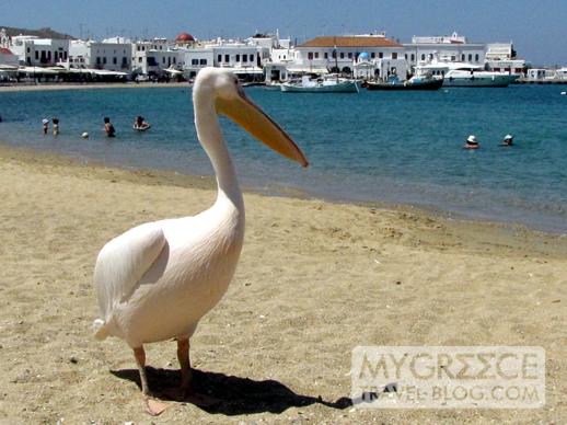 a pelican on Mykonos