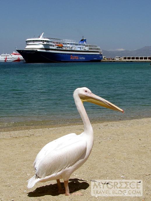 pelican on Agia Anna beach in Mykonos Town