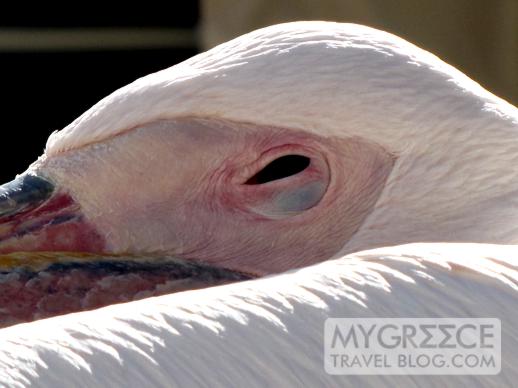 Mykonos pelican taking a peek
