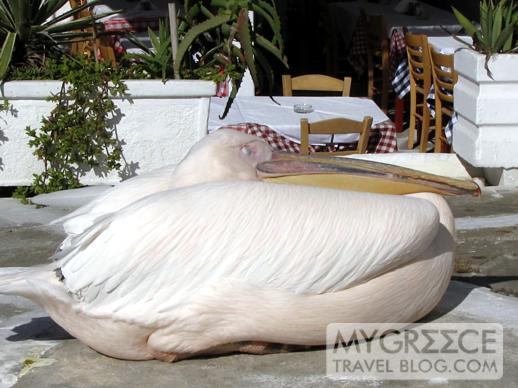 pelican at Niko's Taverna in Mykonos