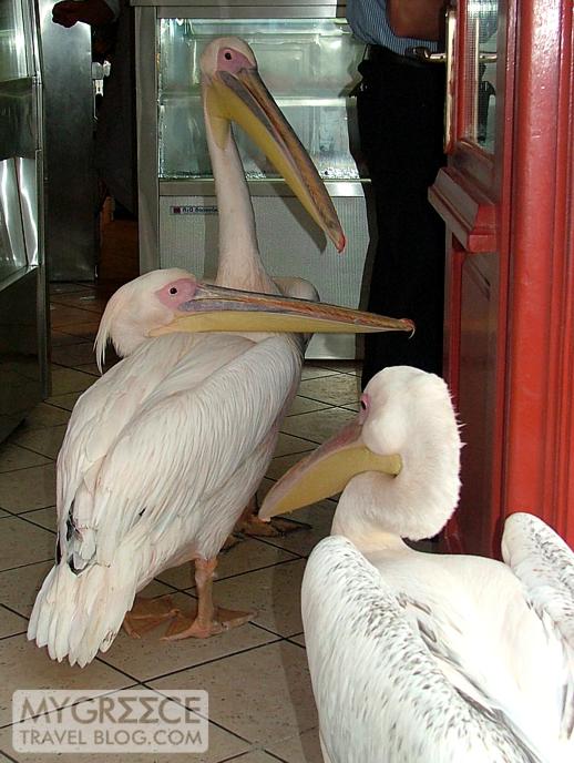 three pelicans at Nikos Taverna on Mykonos