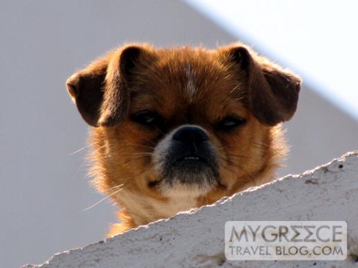 a dog in Skala on Patmos