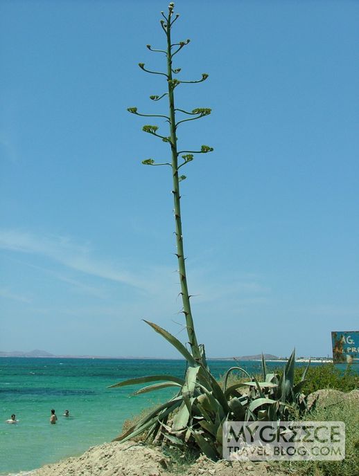 agave flower stem on Naxos