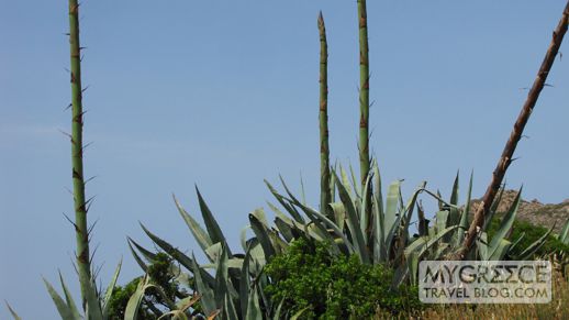 agave flower stems on Milos