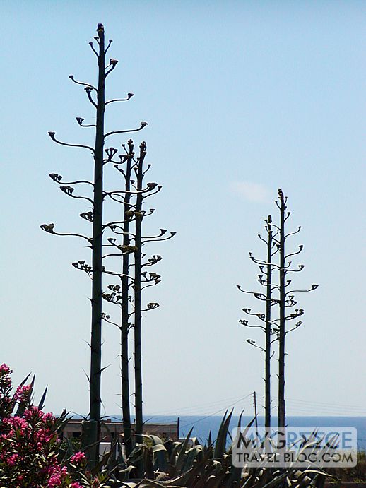 agave flower stems on Naxos