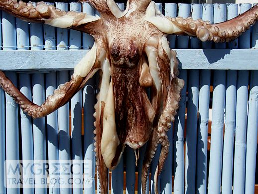 octopus hanging out to dry