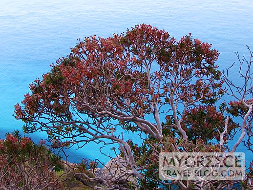 a tree above the sea below the Chozoviotissa Monastery