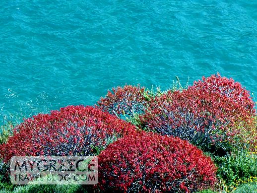 flowering bushes above Egali Bay