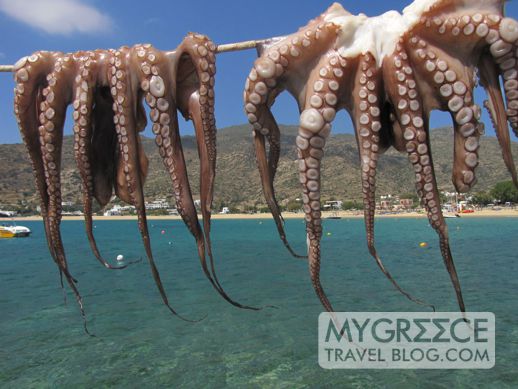 octopus hanging to dry