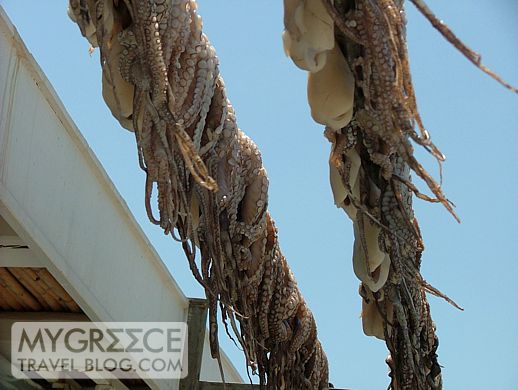 octopus hanging to dry 