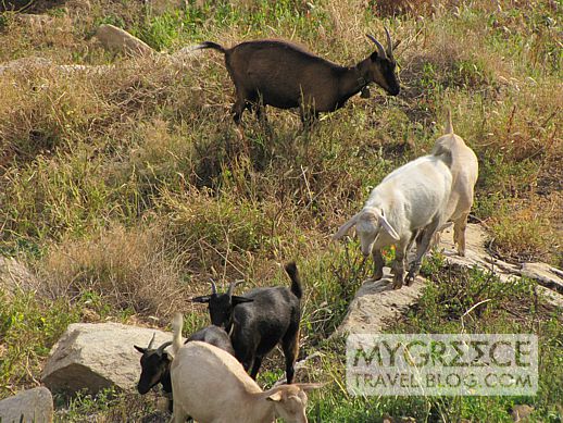 goats on Ios Greece